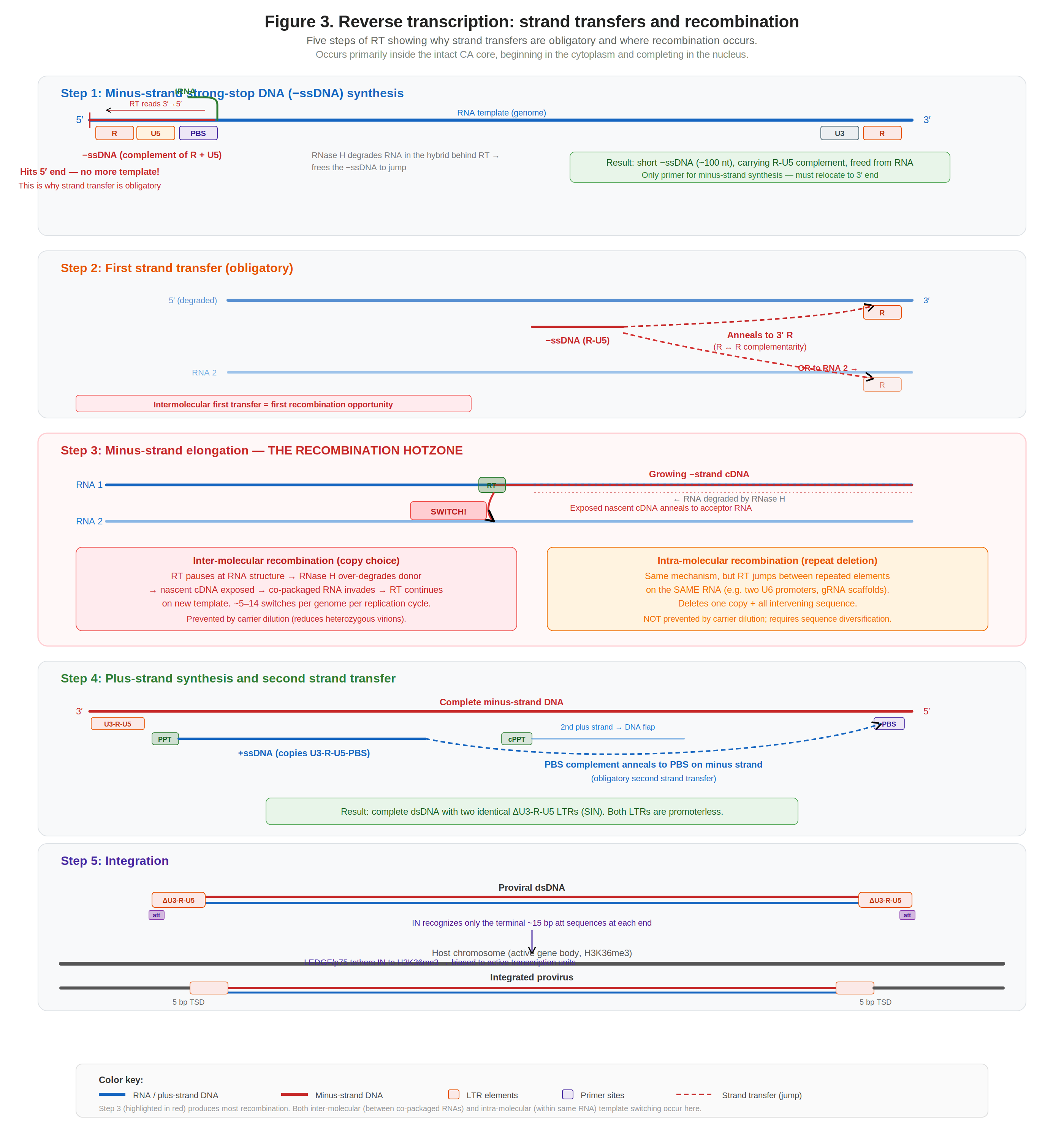 The five steps of reverse transcription, showing obligatory strand transfers and the recombination hotzone