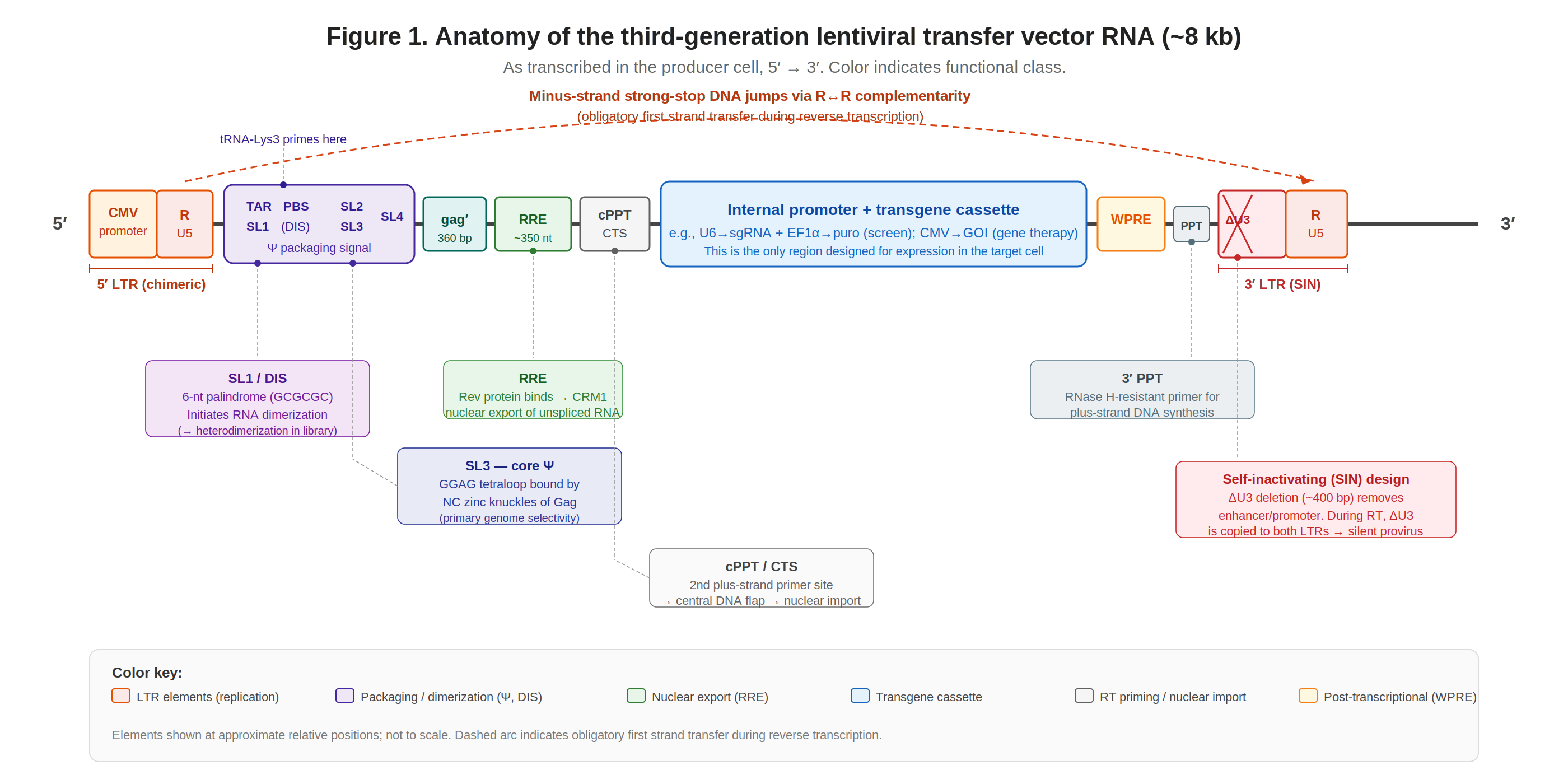 Linear map of the third-generation lentiviral transfer vector RNA showing all cis-acting elements