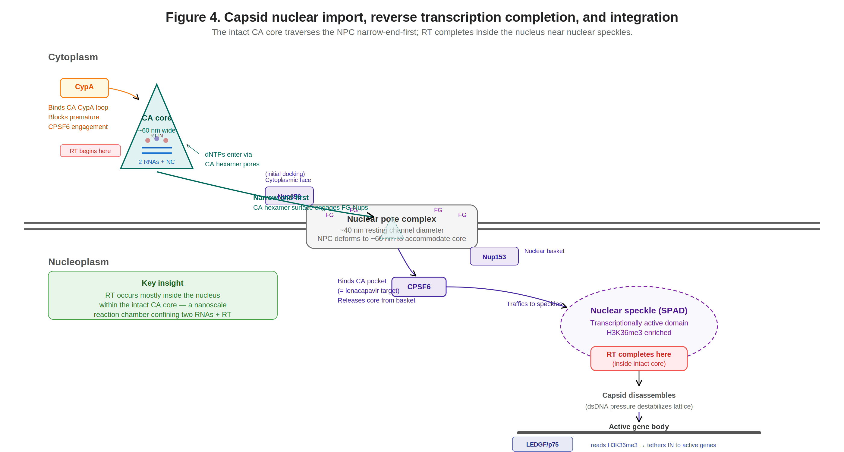 Capsid nuclear import, RT completion in the nucleus, and integration