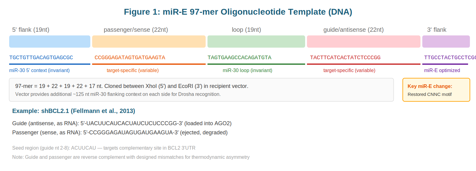 miR-E 97-mer oligonucleotide structure