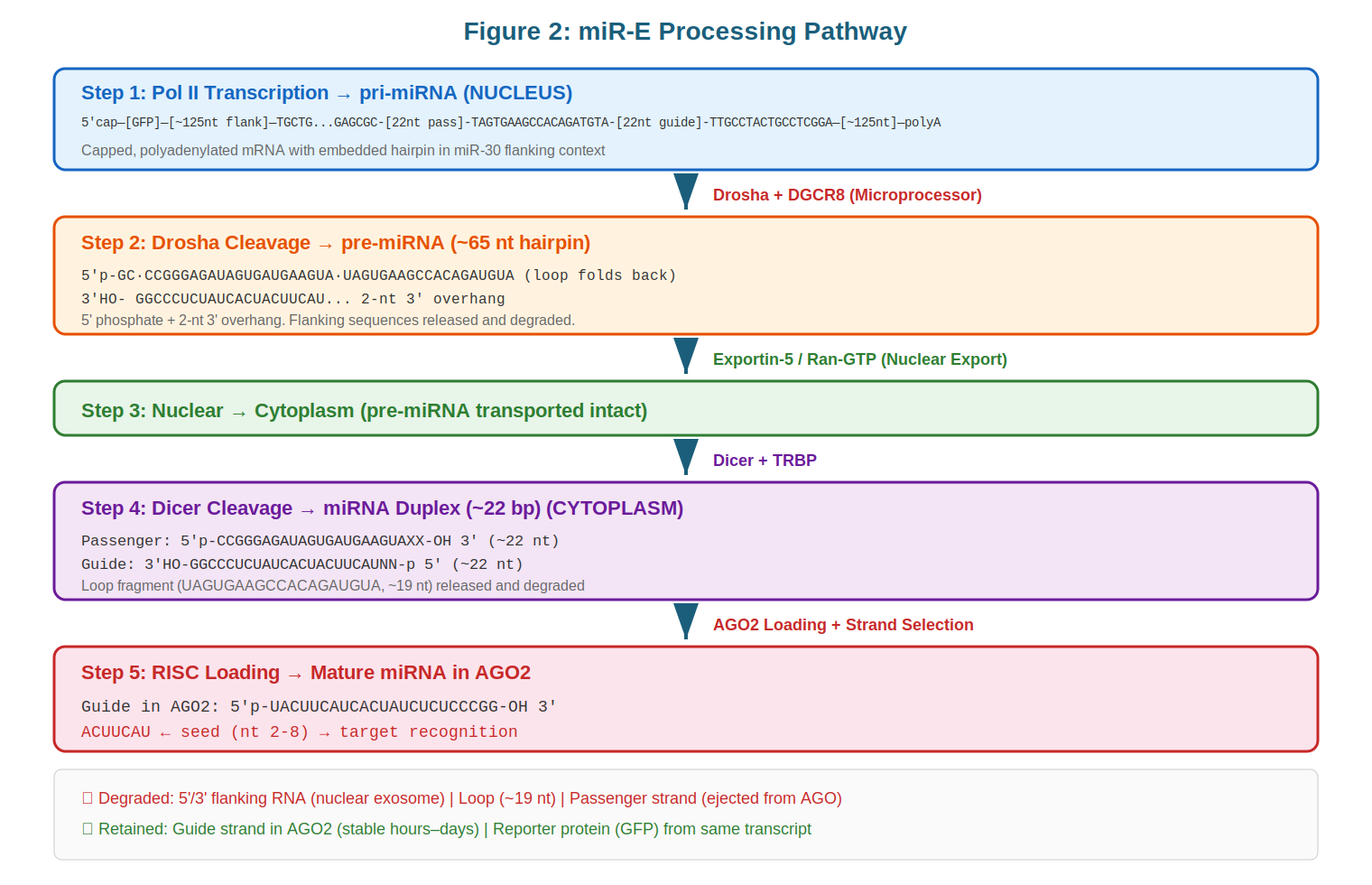 miR-E processing pathway from transcription to RISC loading